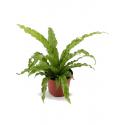 Asplenium osaka S Varen kamerplant